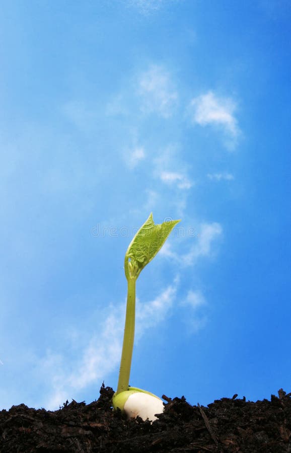 Seedling growing in soil against a blue sky background. Seedling growing in soil against a blue sky background