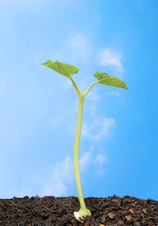 Seedling against blue sky