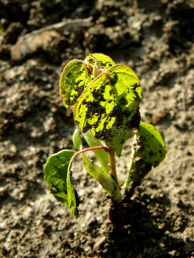 Seedling of ash-leaved maple after rain