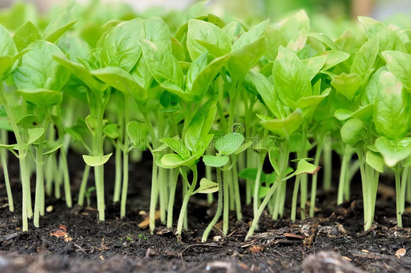 Seedling basil stock image. Image of kitchen, garden 48905173