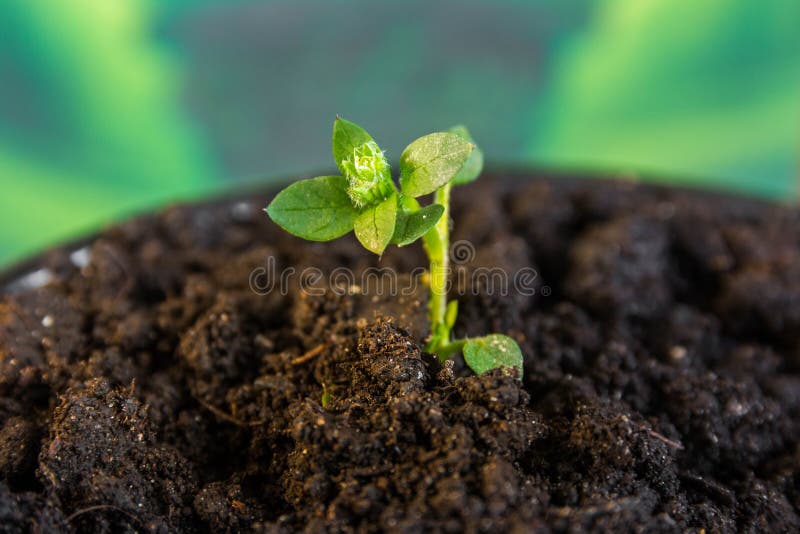 Seedling in brown soil stock image. Image of brown, growth 169850731