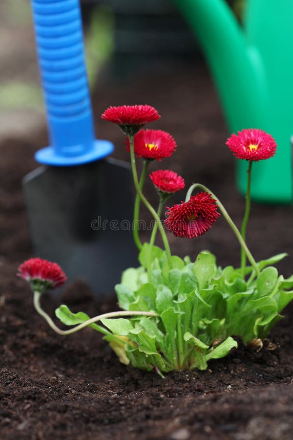 Seedling of daisy in soil stock photo. Image of equipment 31734438