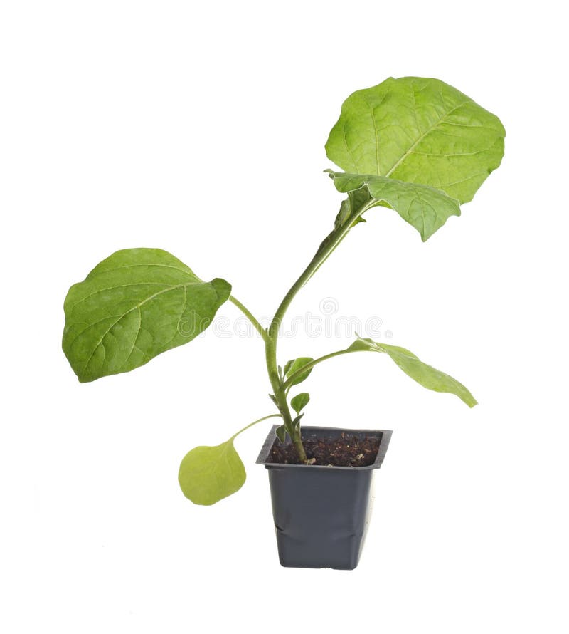 eggplant transplants eggplant transplants