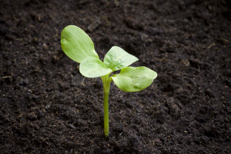 Seedling Emerging. Young Plant. Stock Image Image of plant, young 15038223