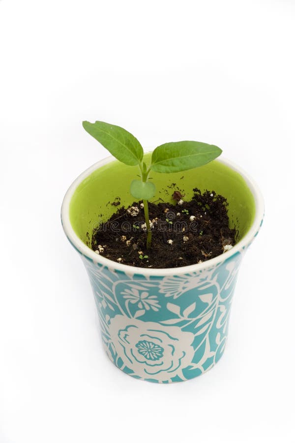 Seedling in Flower Pot