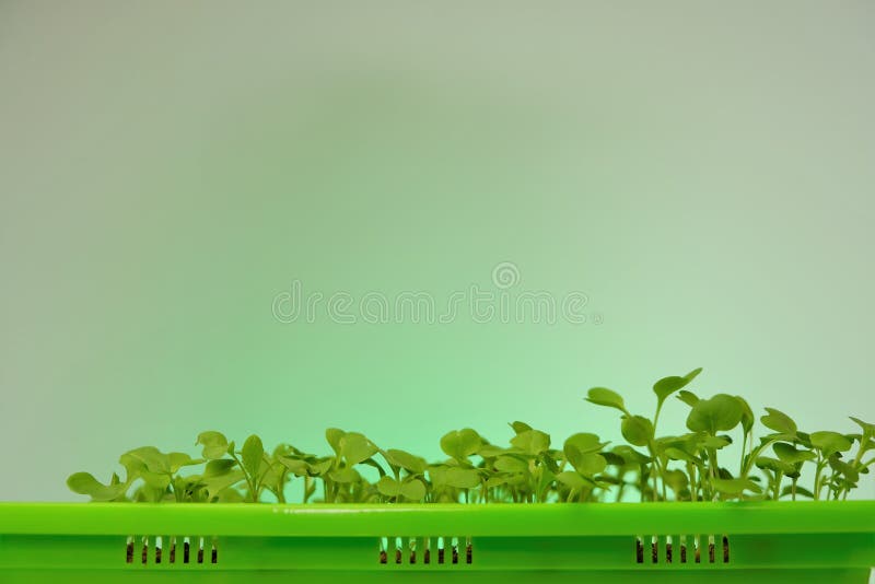 Seedling in the  Cabbage Seedling in a Green Bowl on a Green   Seedlings Stock Image - Image of grow, cabbage: 231498361