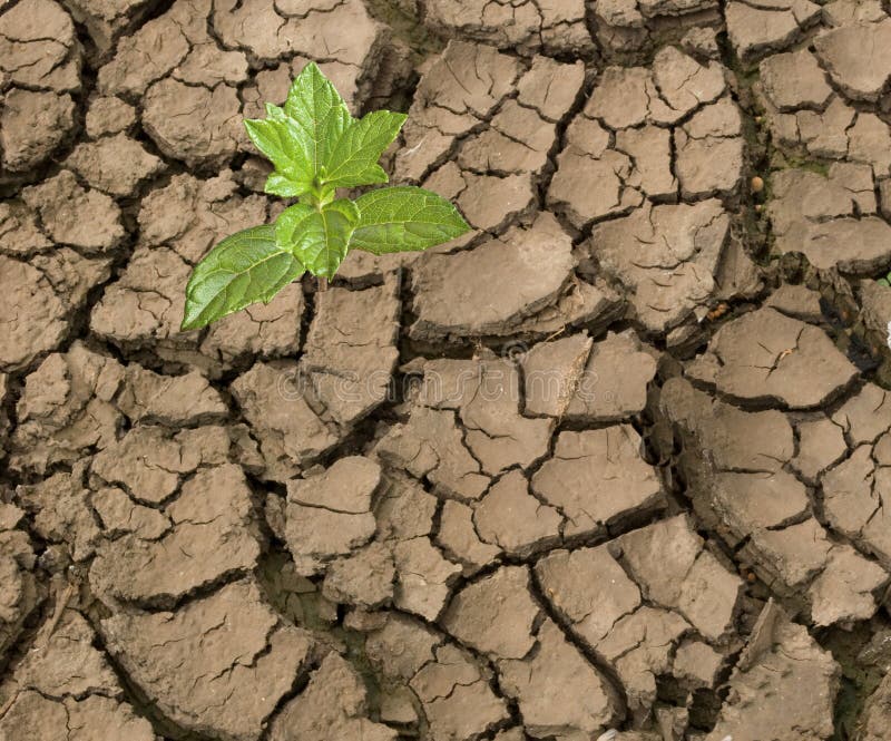 Seedling growing from barren land