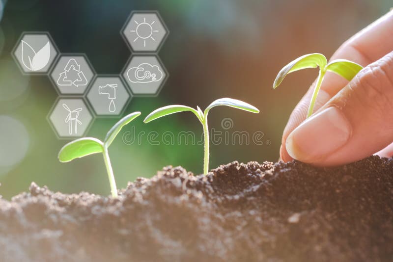 Seedling growing from fertile soil with icons about environment on image , Concept of environmental conservation and protection of our world sustainable