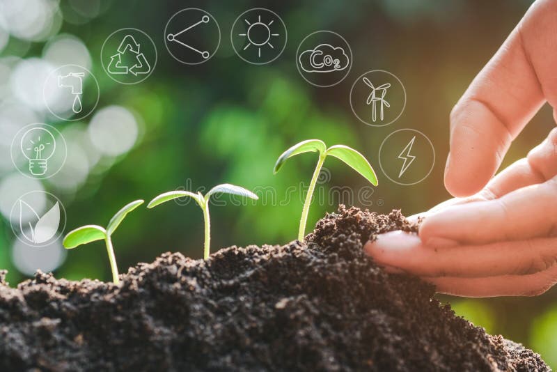 Seedling growing from fertile soil with icons about environment on image , Concept of environmental conservation and protection of our world sustainable