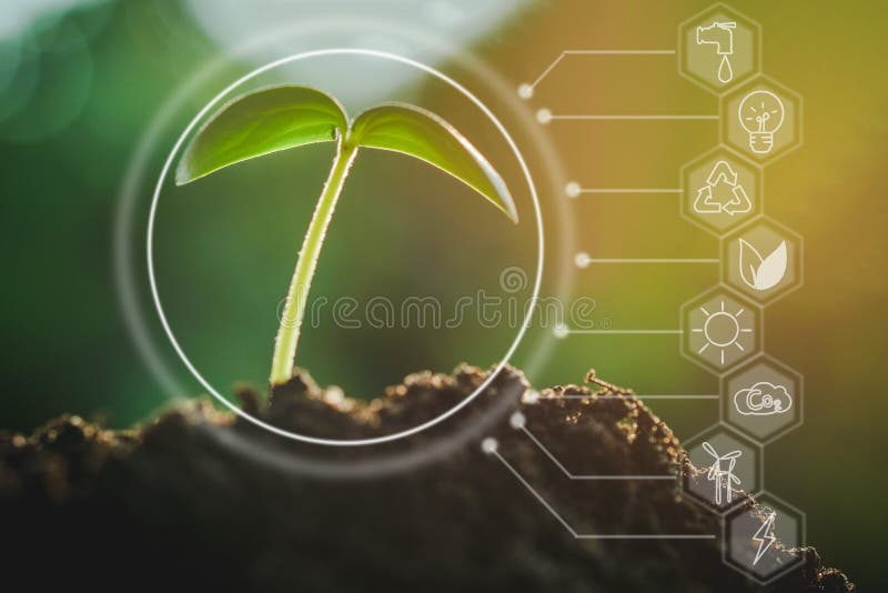 Seedling growing from fertile soil with icons about environment on image , Concept of environmental conservation and protection of our world sustainable