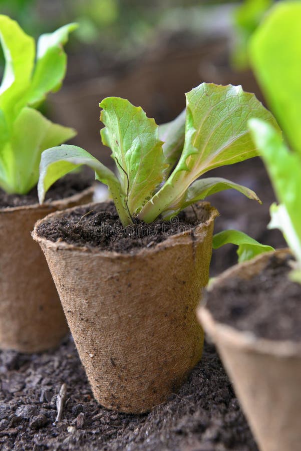 Seedling Growing in a Peat Pot on the Soil Stock Photo Image of plant