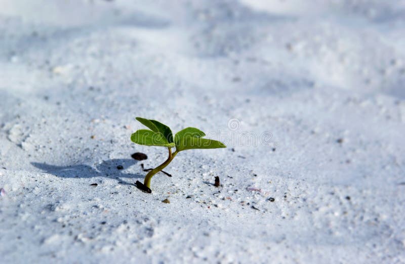 Seedling growing in sand