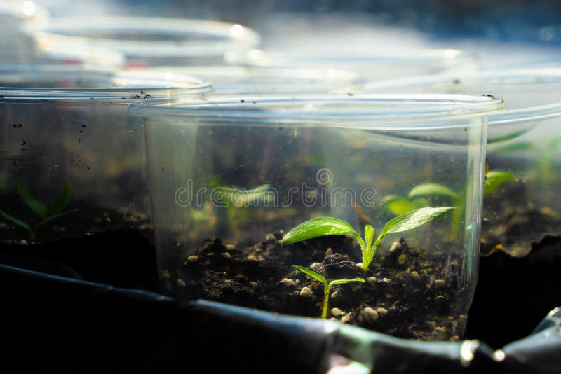 Seedling Home Closeup. Germination of Vegetable Seeds in Plastic Cups