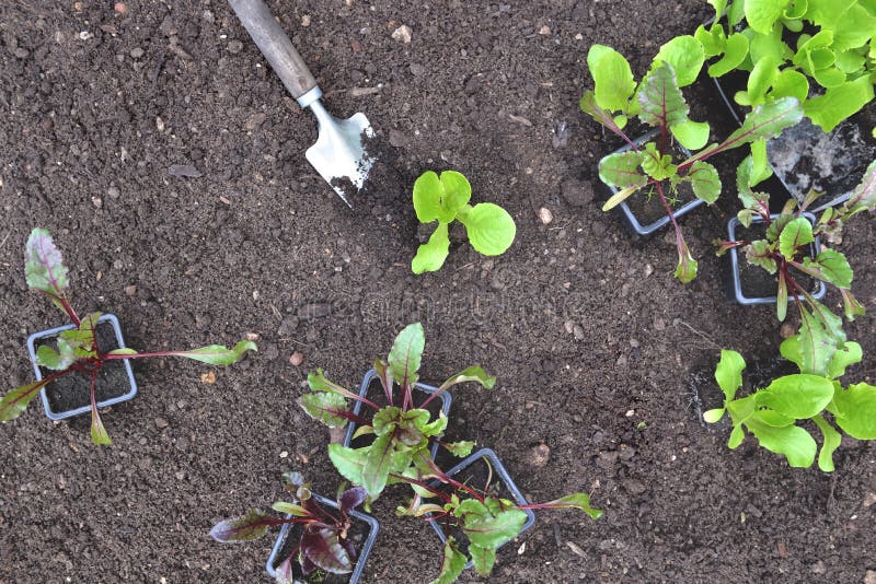 Seedling of Lettuce and Beet in Pot Put on the Soil Stock Photo Image