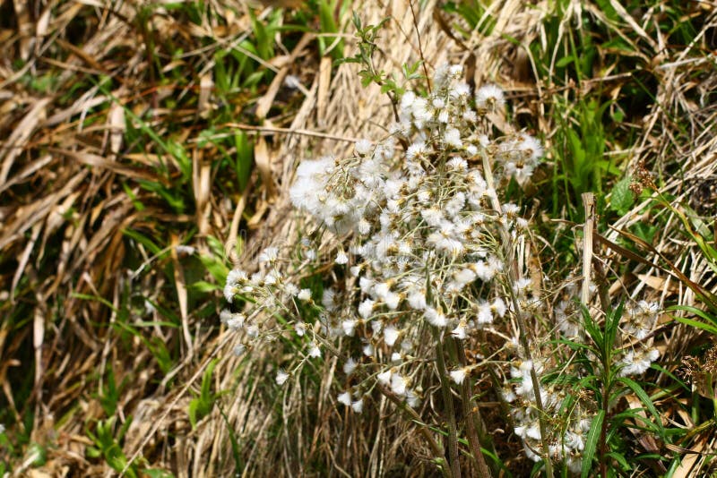 Sazenice Petasites hybridus, která vykvetla