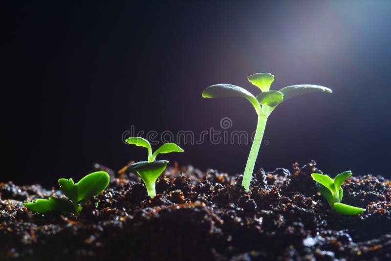 Seedling Plant Competition Stock Image Image of compete, concept