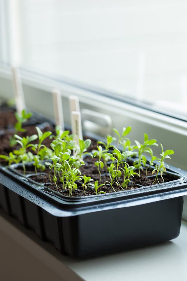 Seedling Plants Growing in Germination Plastic Tray Stock Image Image