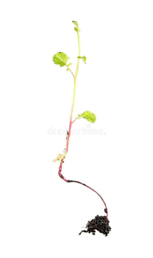Seedling of Radish Plant with Green Leaves and Root System Isolated on
