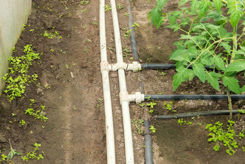 Seedling Vegetable Beds with Drip Irrigation System. Drip Irrigation