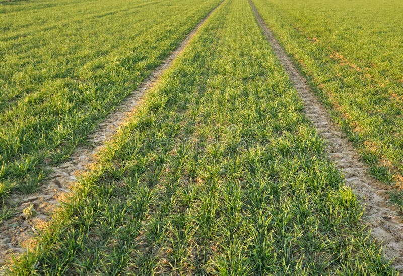 Seedling wheat stock photo. Image of seedlings, soil 50033718