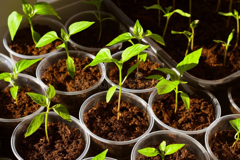 bell pepper seedlings not growing bell pepper seedlings not growing