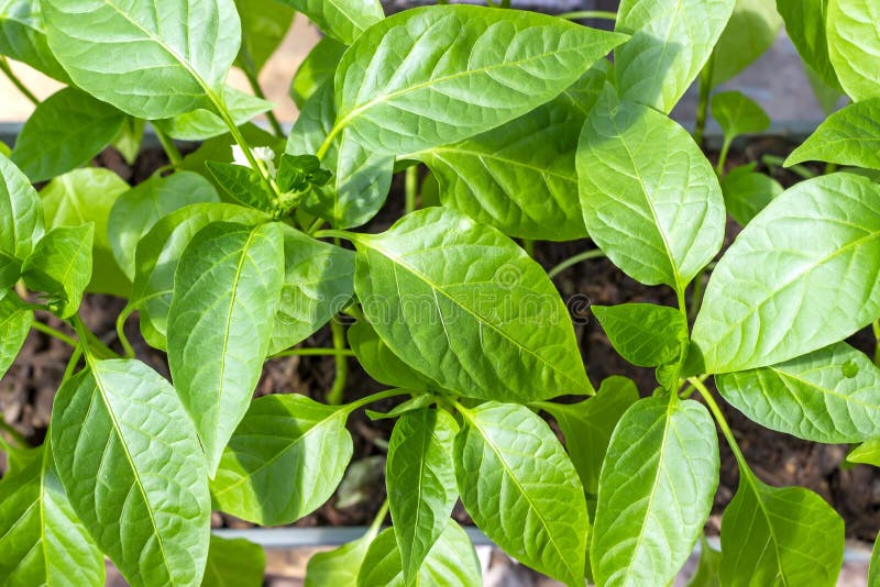 bell pepper seedlings diagram bell pepper seedlings diagram
