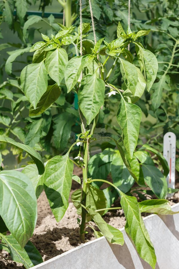 bell pepper seedlings curling bell pepper seedlings curling