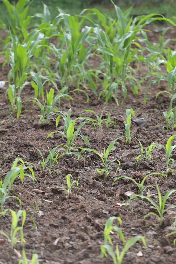 Seedlings of Corn in Farming Area. Stock Image Image of growing, area