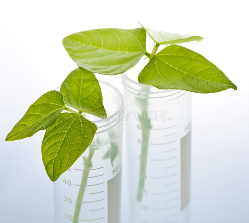 Genetically modified plant seedlings in two test tubes. Genetically modified plant seedlings in two test tubes