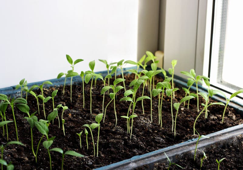 Seedlings of Eggplant in the Boxes. Stock Image Image of herbs, crates 83752931