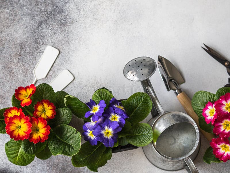 Seedlings of flowers multicolored primroses and various garden tools on a gray background. Garden concept. Top view. Copy space stock photography Seedlings of flowers multicolored primroses and various garden tools on a gray background. Garden concept. Top view. Copy space stock photography