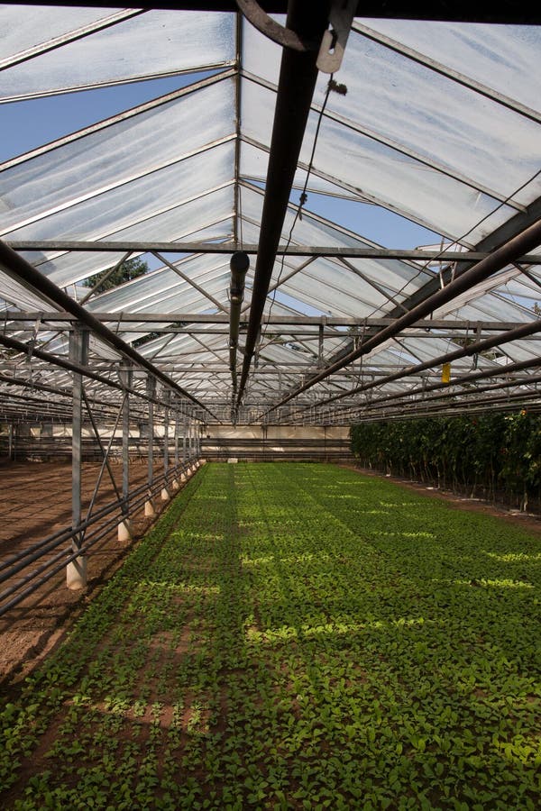 Seedlings in greenhouse stock image. Image of farm, greenhouse 22068941