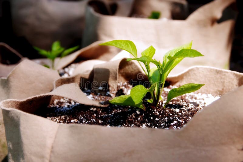 https://thumbs.dreamstime.com/b/seedlings-growing-grow-bags-close-up-small-pepper-planted-as-alternative-planting-method-56852496.jpg