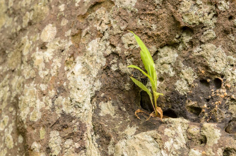 Seedlings Growing on a Rock Stock Image Image of grow, stone 57974317