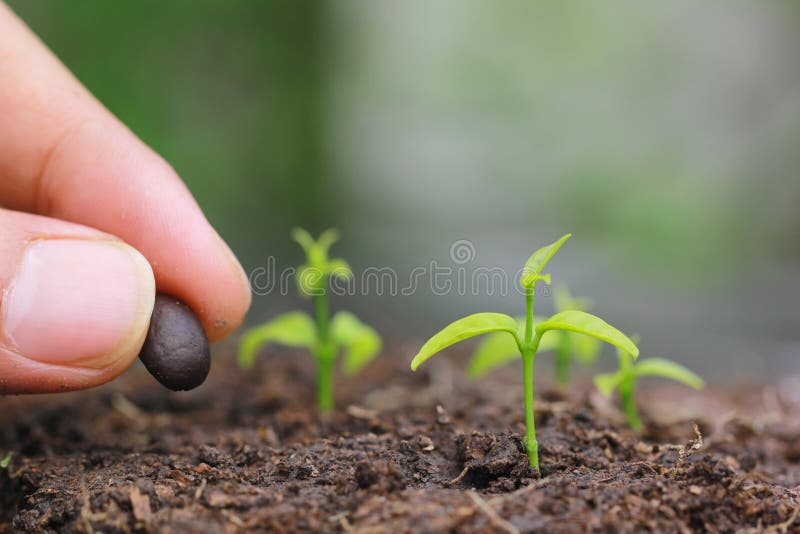 Seedlings are grown from the ground and Hand planting a seed in soil agriculture on natural green background, Growing plants stock images Seedlings are grown from the ground and Hand planting a seed in soil agriculture on natural green background, Growing plants stock images