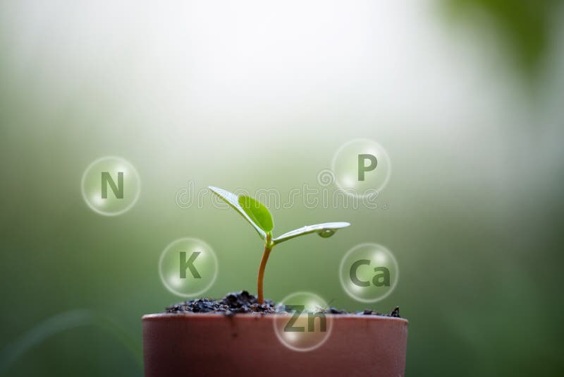 Seedlings growth from soils and digital mineral icon stock photography Seedlings growth from soils and digital mineral icon stock photography