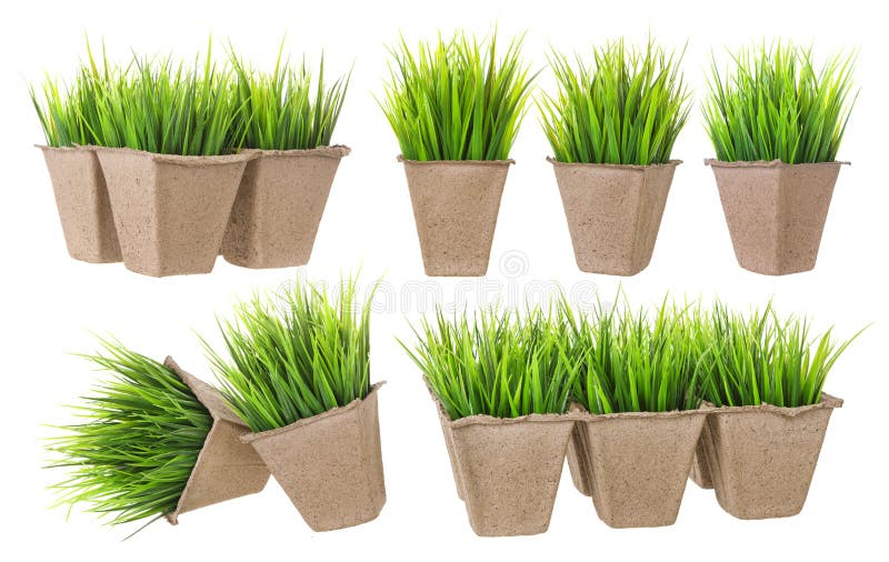 Cardboard Pot for Growing Plants with Sprouts Stock Image Image of