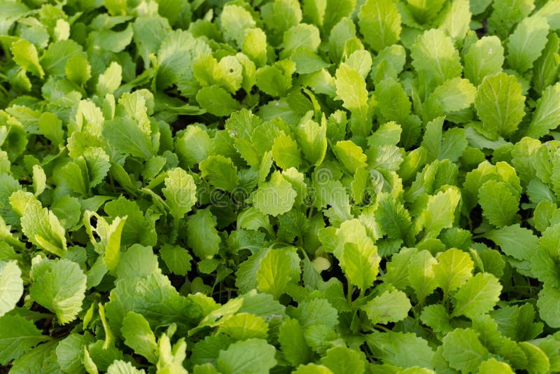 Seedlings Mustard Greens Grow at Vegetable Garden Stock Photo Image