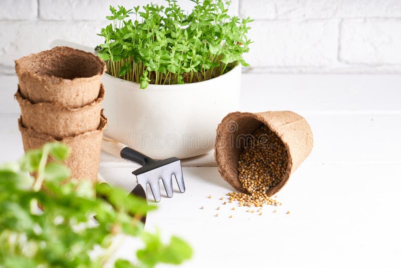 Seedlings, Planting Seeds at Home the Spring Planting. Early Seedling