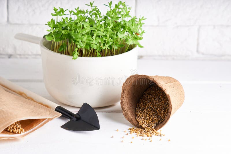 Seedlings, Planting Seeds at Home the Spring Planting. Early Seedling