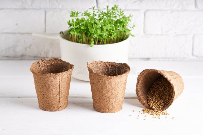 Seedlings, Planting Seeds at Home the Spring Planting. Early Seedling