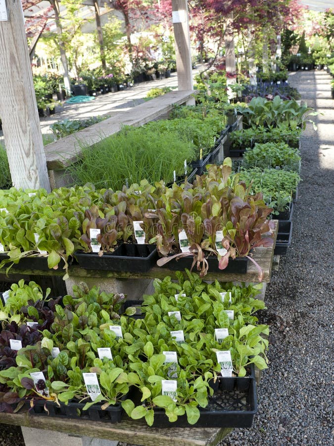 Seedlings Plants in Plastic Containers Stock Photo Image of vegetable