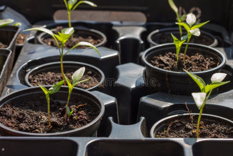 Seedlings in pots stock photo. Image of organic, garden 24712372