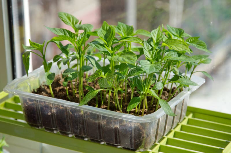 Seedlings Of Sweet Pepper And Tomato Stock Image Image of growth