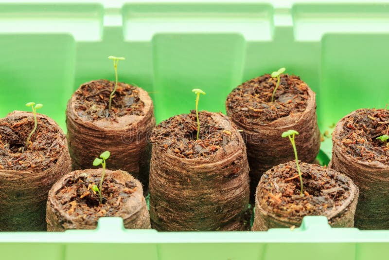 transplanting seedlings from peat pellets transplanting seedlings from peat pellets