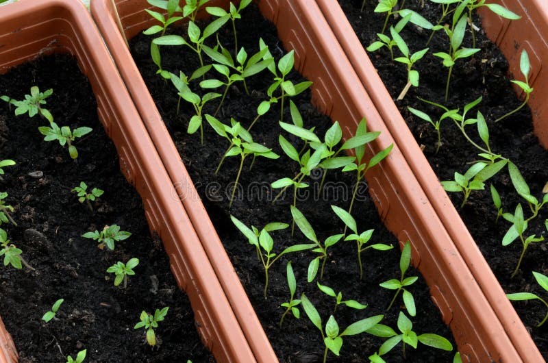 Seedlings of Tomato and Pepper Planted in Plastic Pots Stock Image