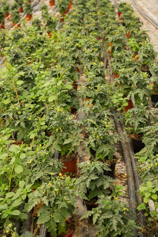 Seedlings of Tomatoes Growing in Pots in Greenhouse Stock Image Image