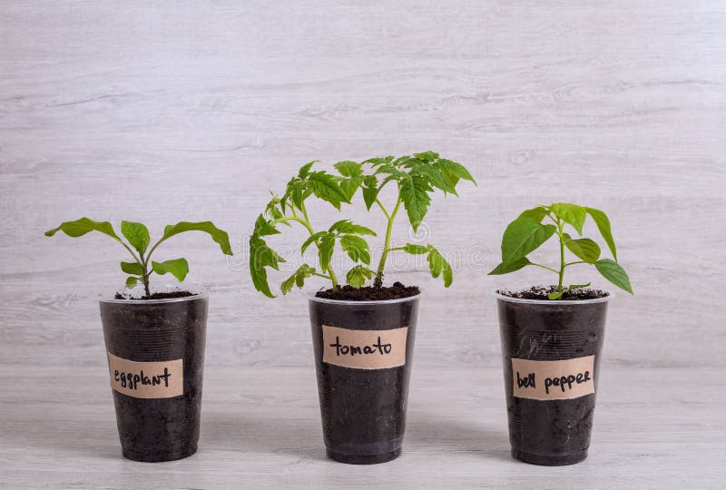 bell pepper seedlings to sprout bell pepper seedlings to sprout