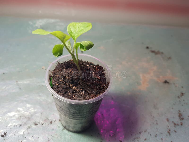 Seedlings Very Beautiful Eggplant Seedlings in a Pot Stock Photo Image of nature, green