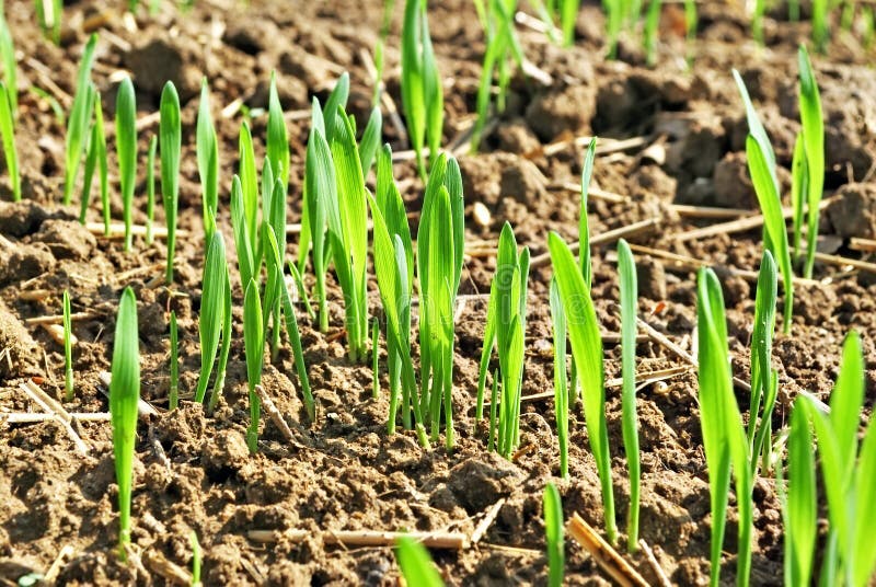 Seedlings of wheat